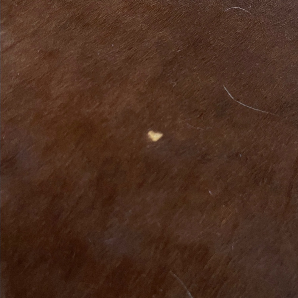 Texas Proud Cowhide Area Rug - Brown & White - Picture 4 of 8